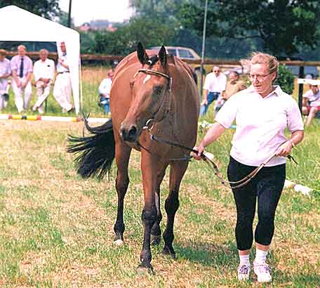 Scharifa bei der Zentralen Stuteneintragung 1994