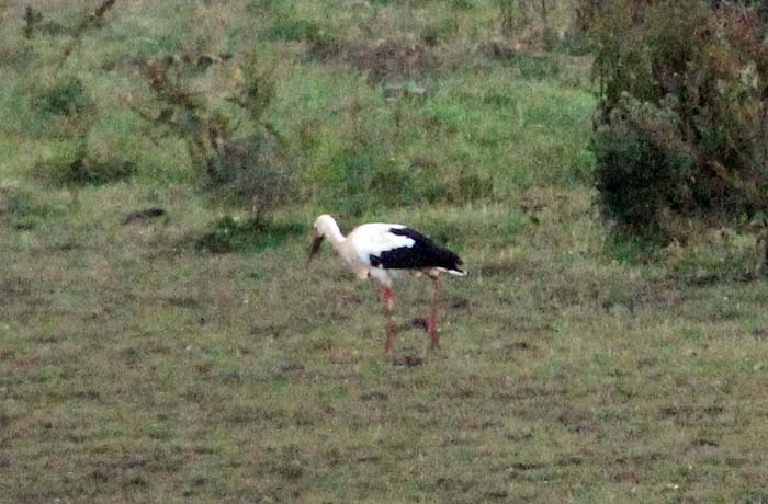 Storch